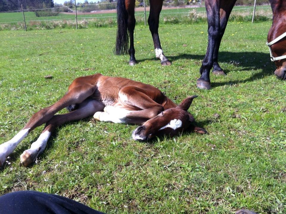 DSP Fuglsøgård's Gaia billede 6