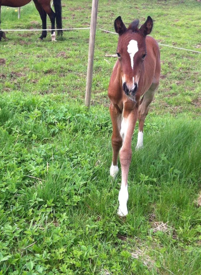 DSP Fuglsøgård's Gaia billede 2