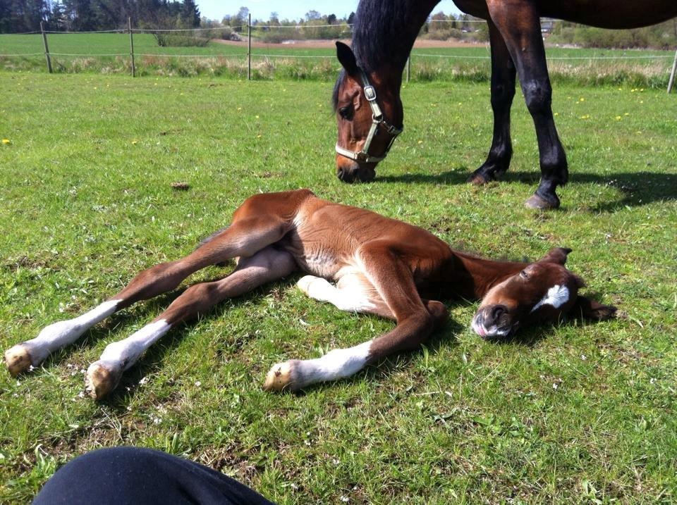 DSP Fuglsøgård's Gaia billede 3