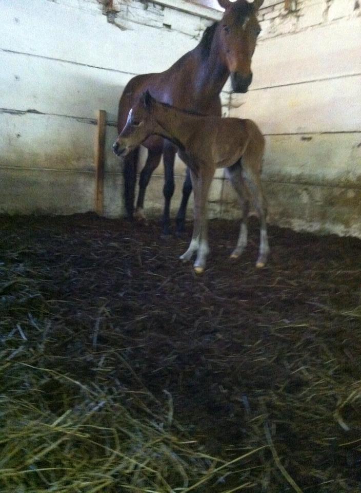 DSP Fuglsøgård's Gaia billede 7