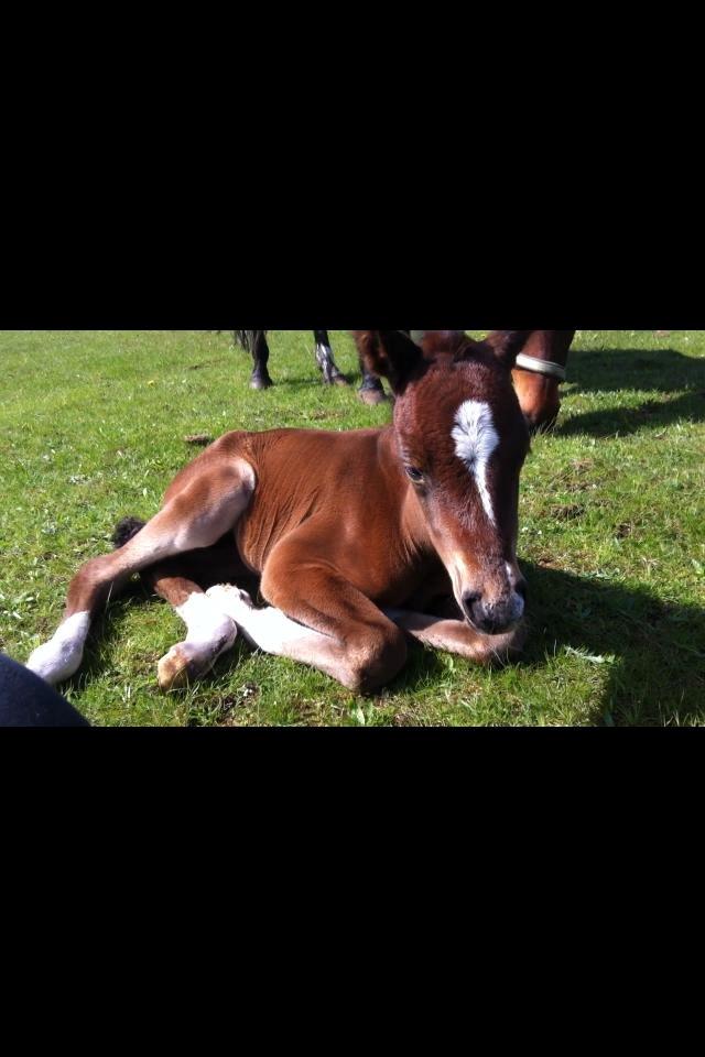 DSP Fuglsøgård's Gaia billede 8