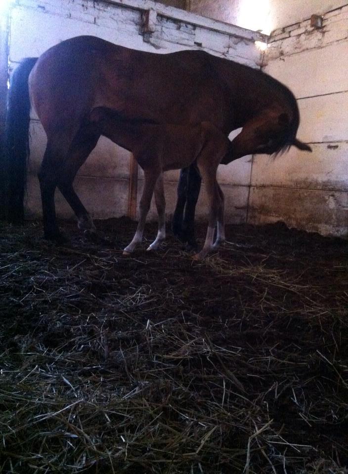 DSP Fuglsøgård's Gaia billede 9