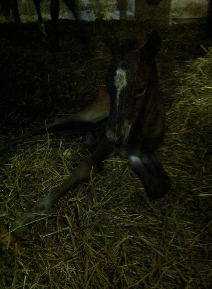 DSP Fuglsøgård's Gaia billede 5