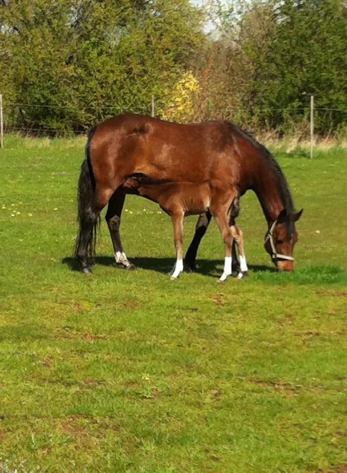 DSP Fuglsøgård's Gaia billede 4