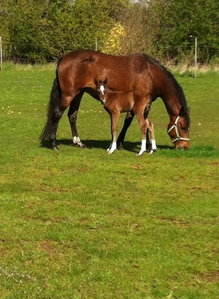 DSP Fuglsøgård's Gaia billede 1