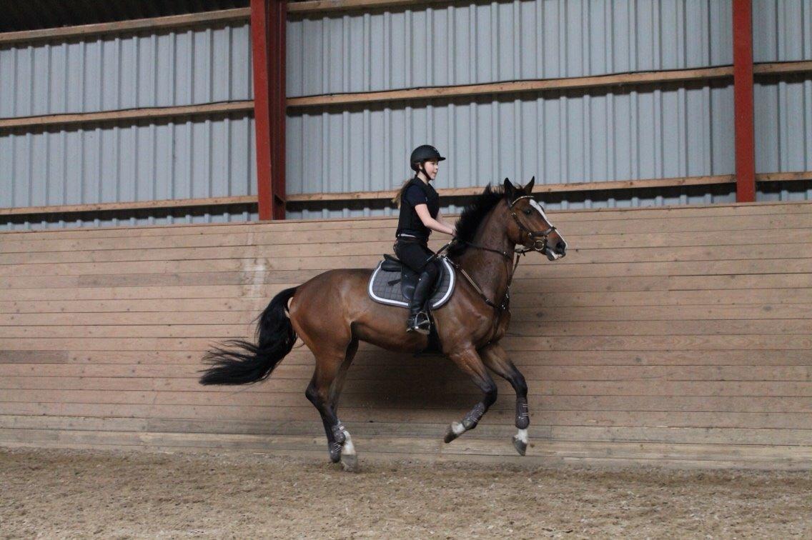 Belgisk varmblod King bay dwerse hagen billede 8