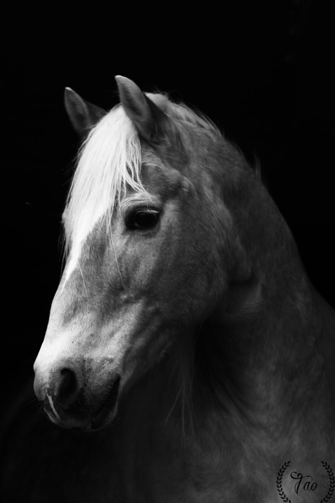 Haflinger Marko billede 13