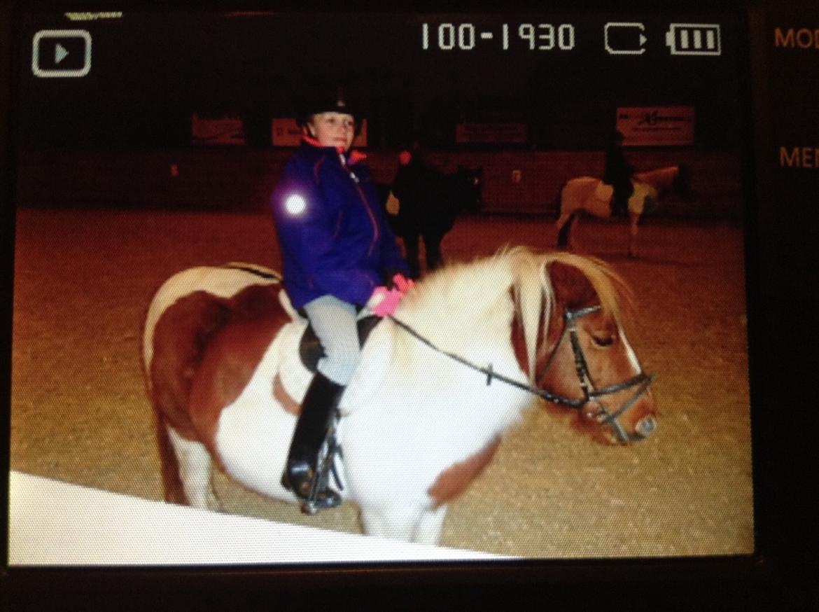 Shetlænder Margrethe billede 3