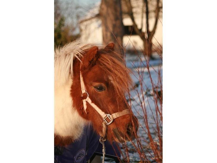 Shetlænder Margrethe billede 4