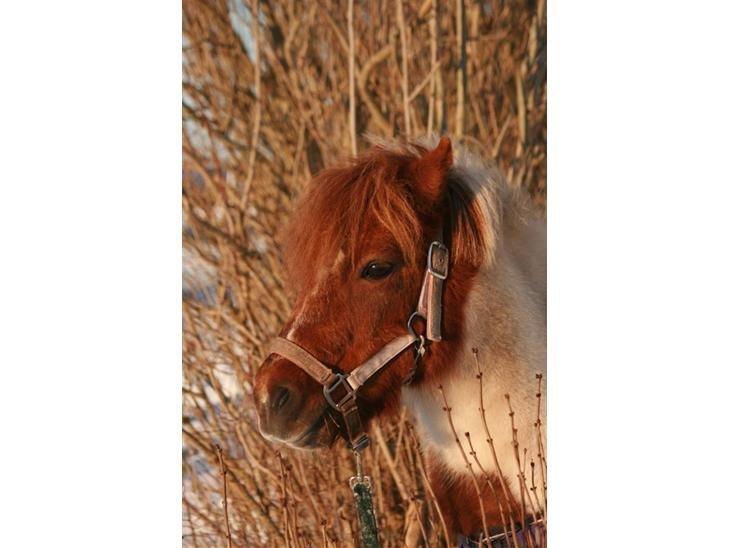 Shetlænder Margrethe billede 5