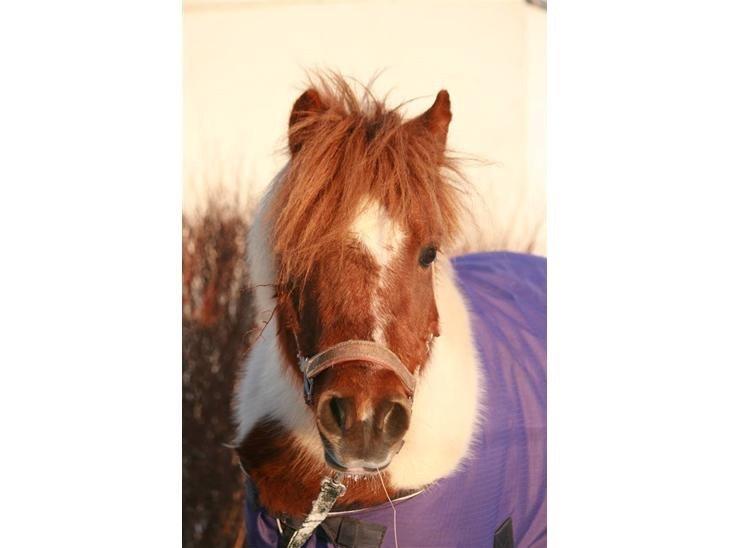 Shetlænder Margrethe billede 6