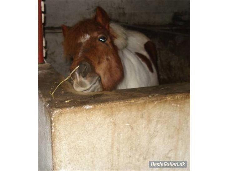 Shetlænder Margrethe billede 7