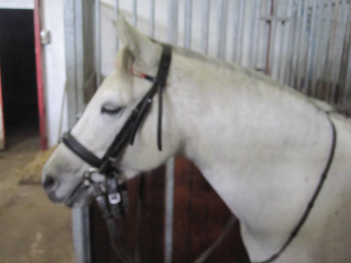 Welsh Pony (sec B) manja spring billede 2