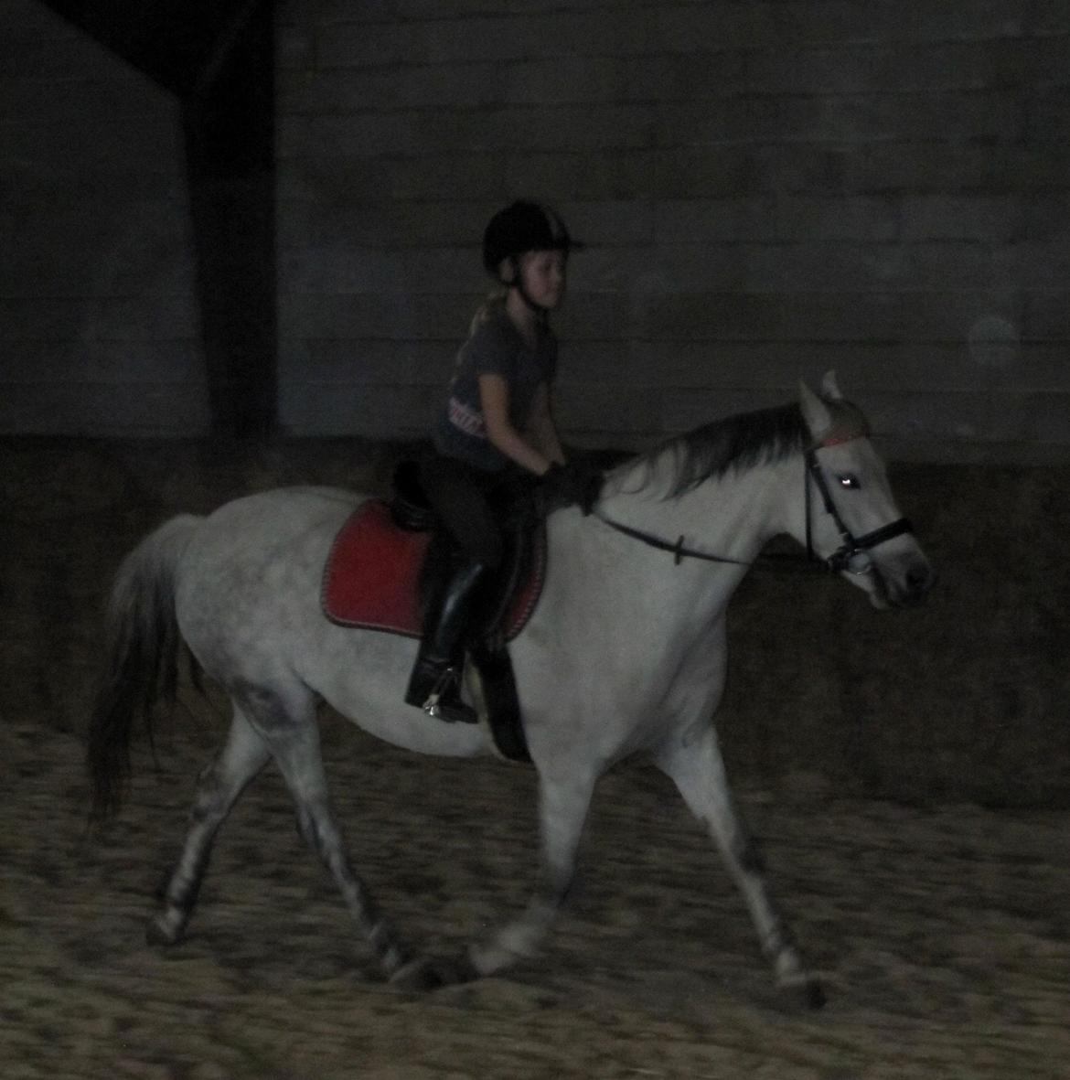 Welsh Pony (sec B) manja spring billede 3