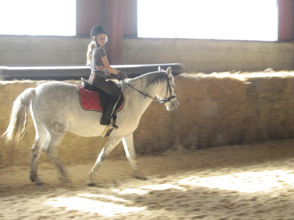 Welsh Pony (sec B) manja spring billede 4