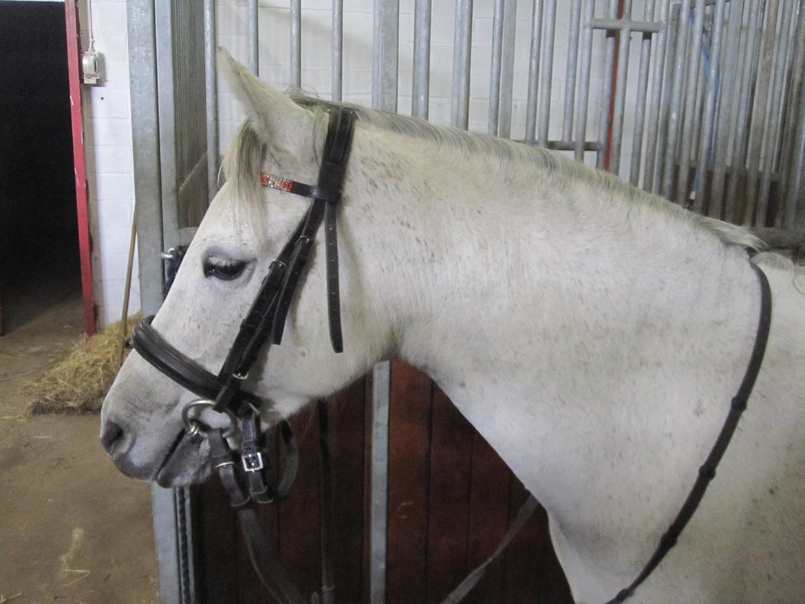 Welsh Pony (sec B) manja spring billede 1