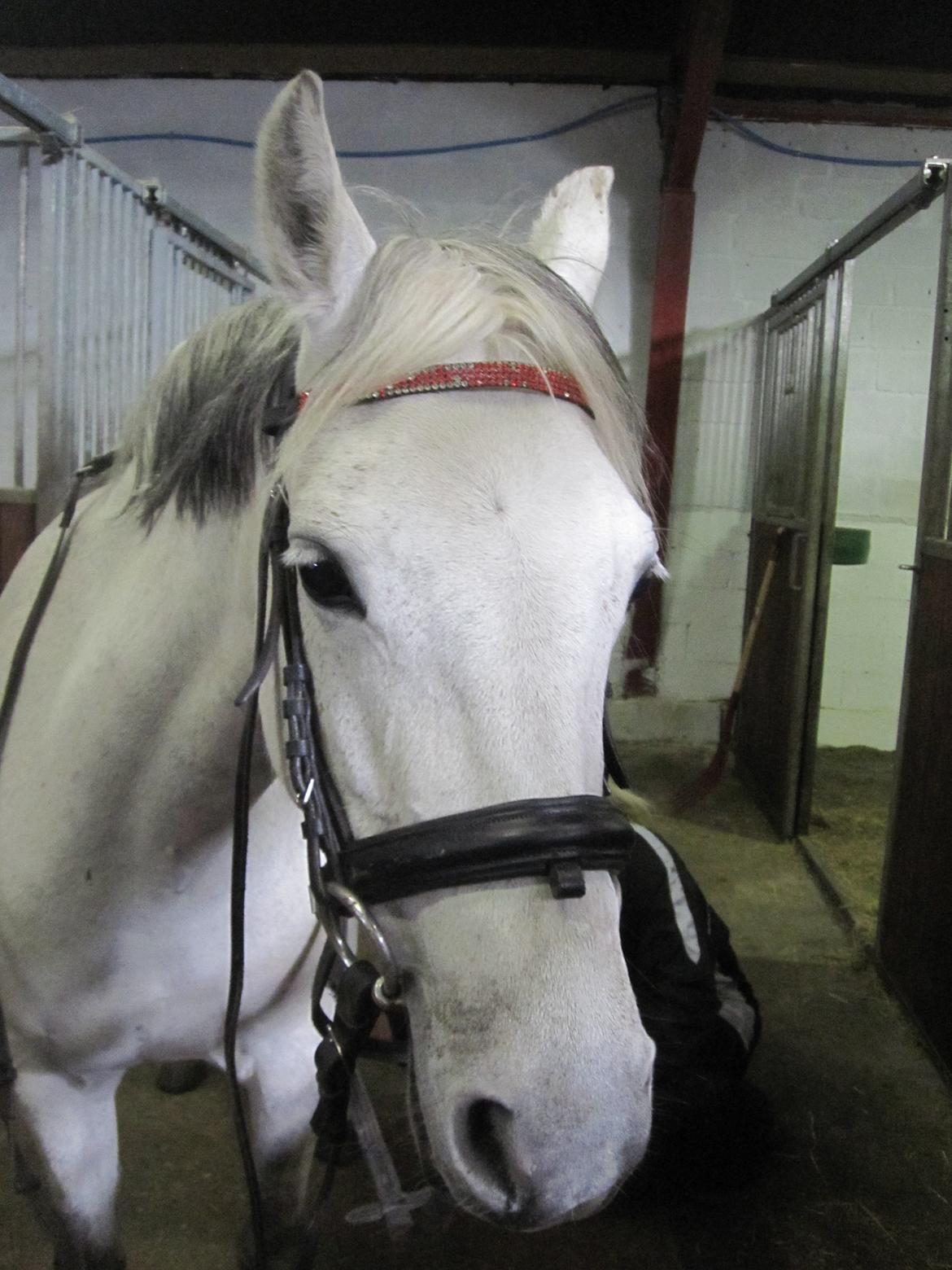 Welsh Pony (sec B) manja spring billede 6