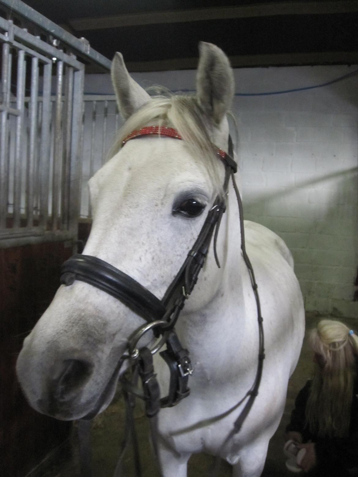 Welsh Pony (sec B) manja spring billede 7