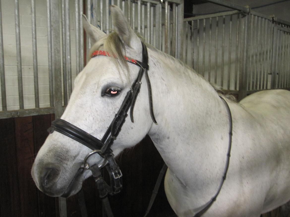 Welsh Pony (sec B) manja spring billede 8