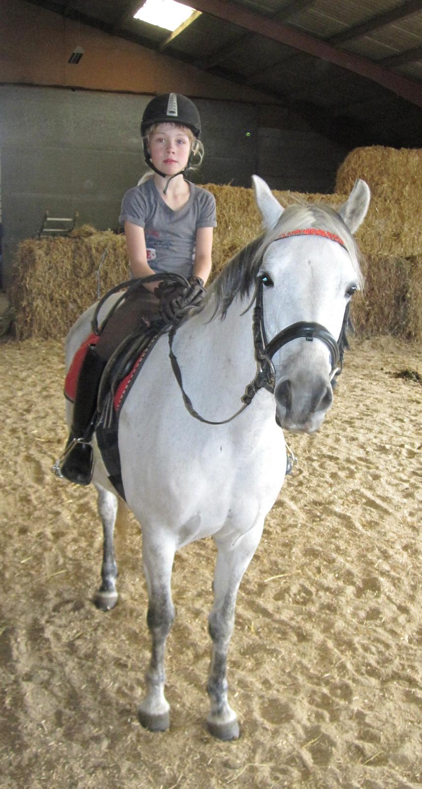 Welsh Pony (sec B) manja spring billede 5