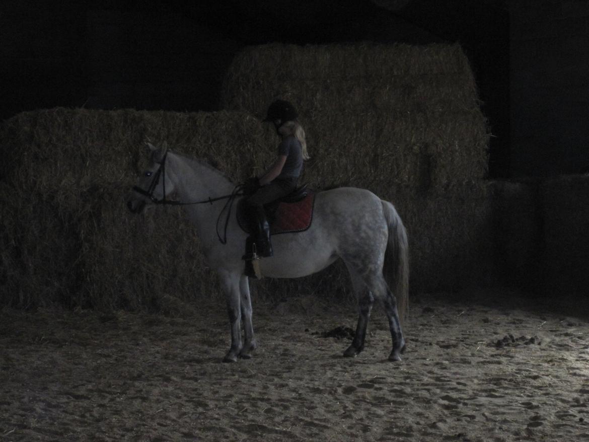 Welsh Pony (sec B) manja spring billede 10