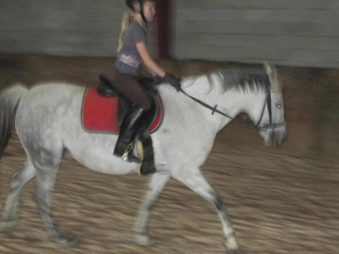 Welsh Pony (sec B) manja spring billede 11