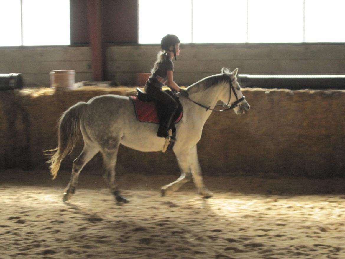 Welsh Pony (sec B) manja spring billede 12