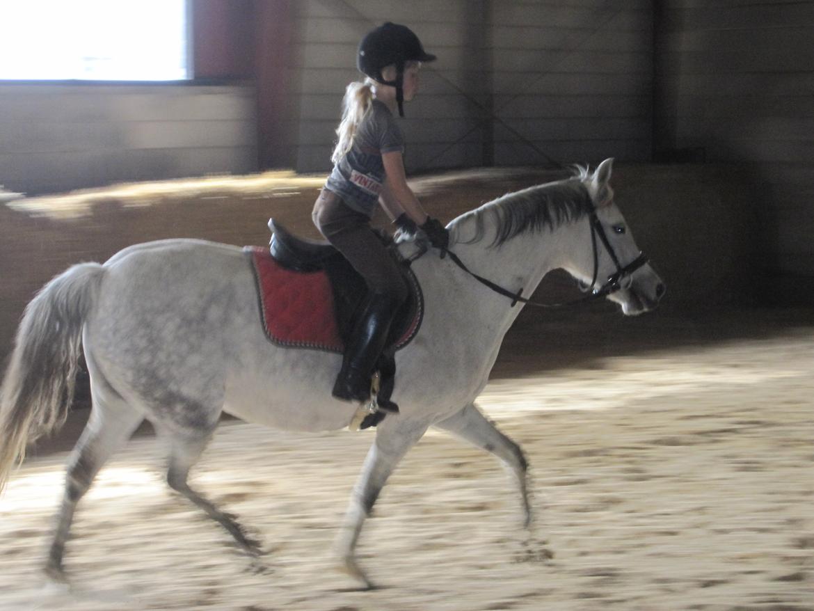 Welsh Pony (sec B) manja spring billede 13
