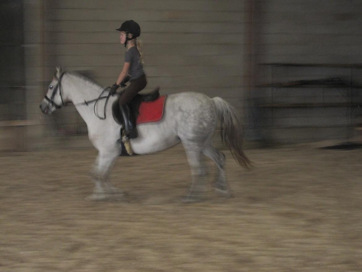Welsh Pony (sec B) manja spring billede 14