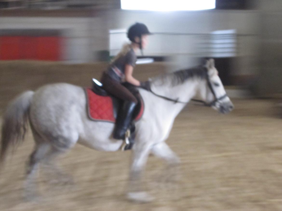 Welsh Pony (sec B) manja spring billede 15