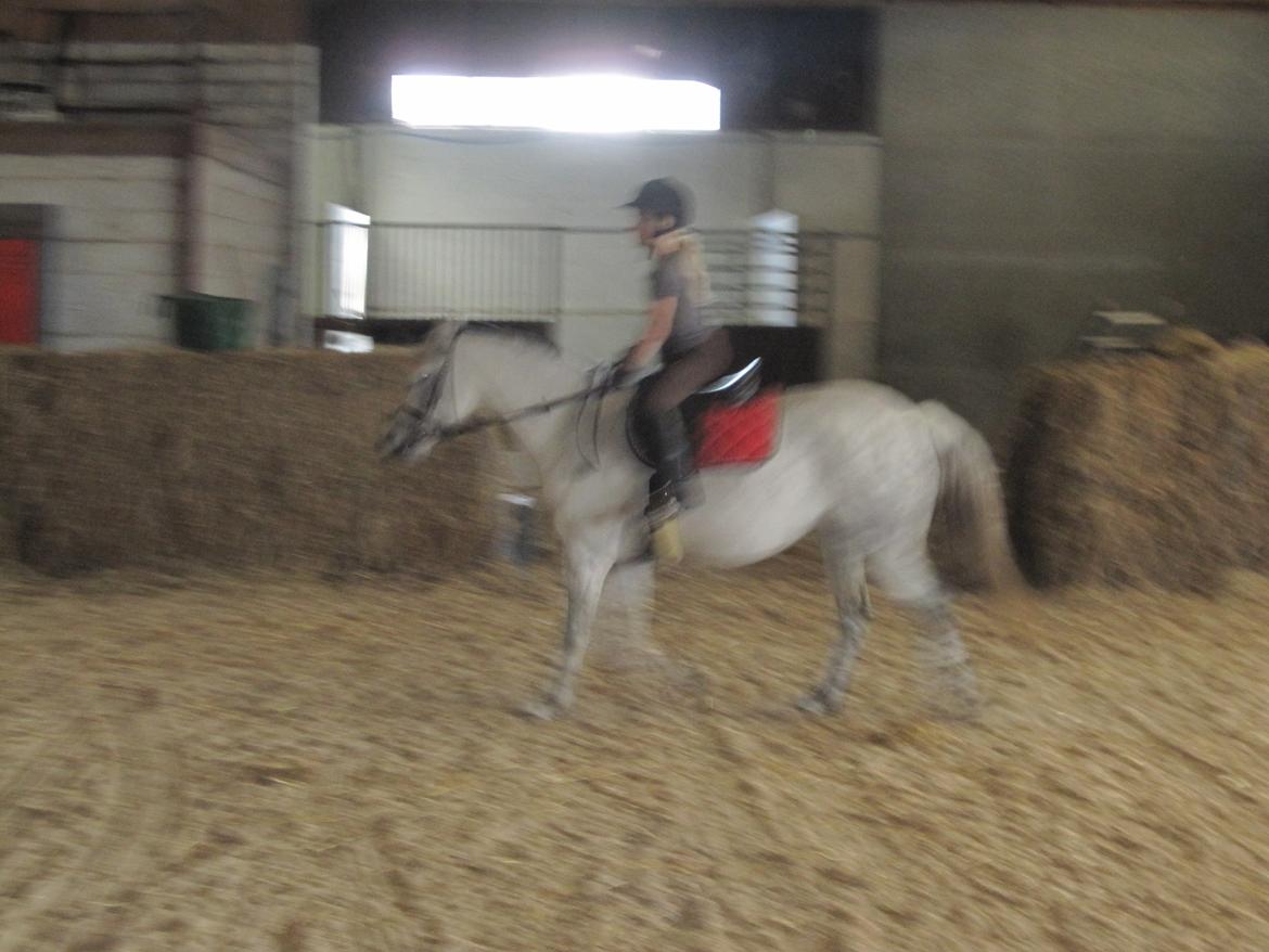 Welsh Pony (sec B) manja spring billede 16