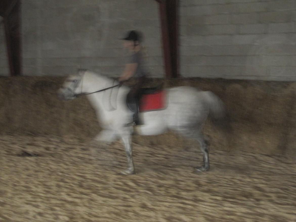 Welsh Pony (sec B) manja spring billede 17