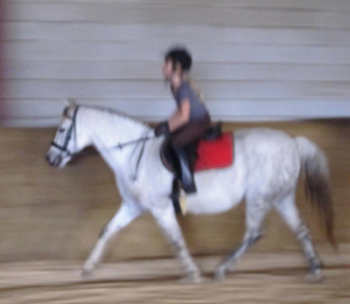 Welsh Pony (sec B) manja spring billede 18