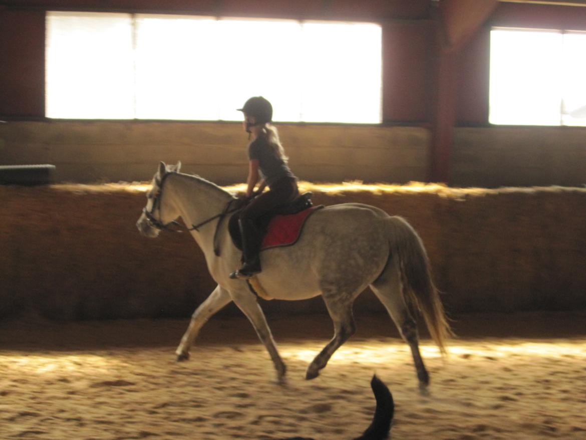 Welsh Pony (sec B) manja spring billede 19