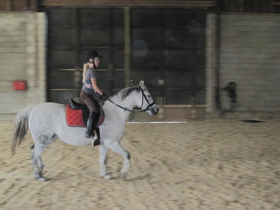 Welsh Pony (sec B) manja spring billede 20