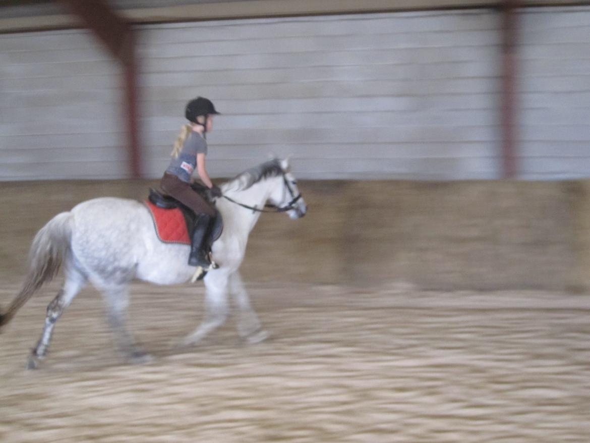 Welsh Pony (sec B) manja spring billede 21