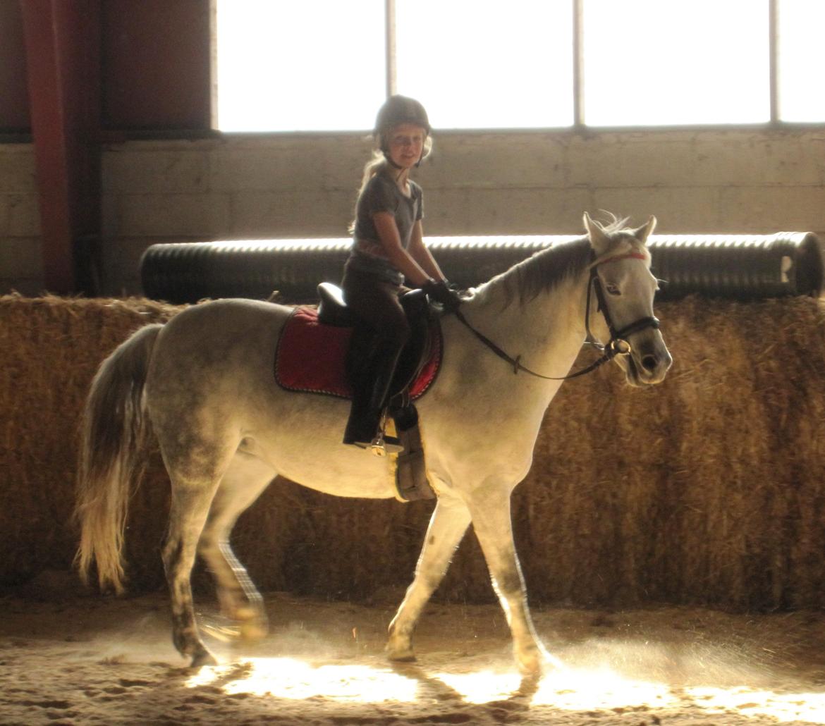 Welsh Pony (sec B) manja spring billede 22