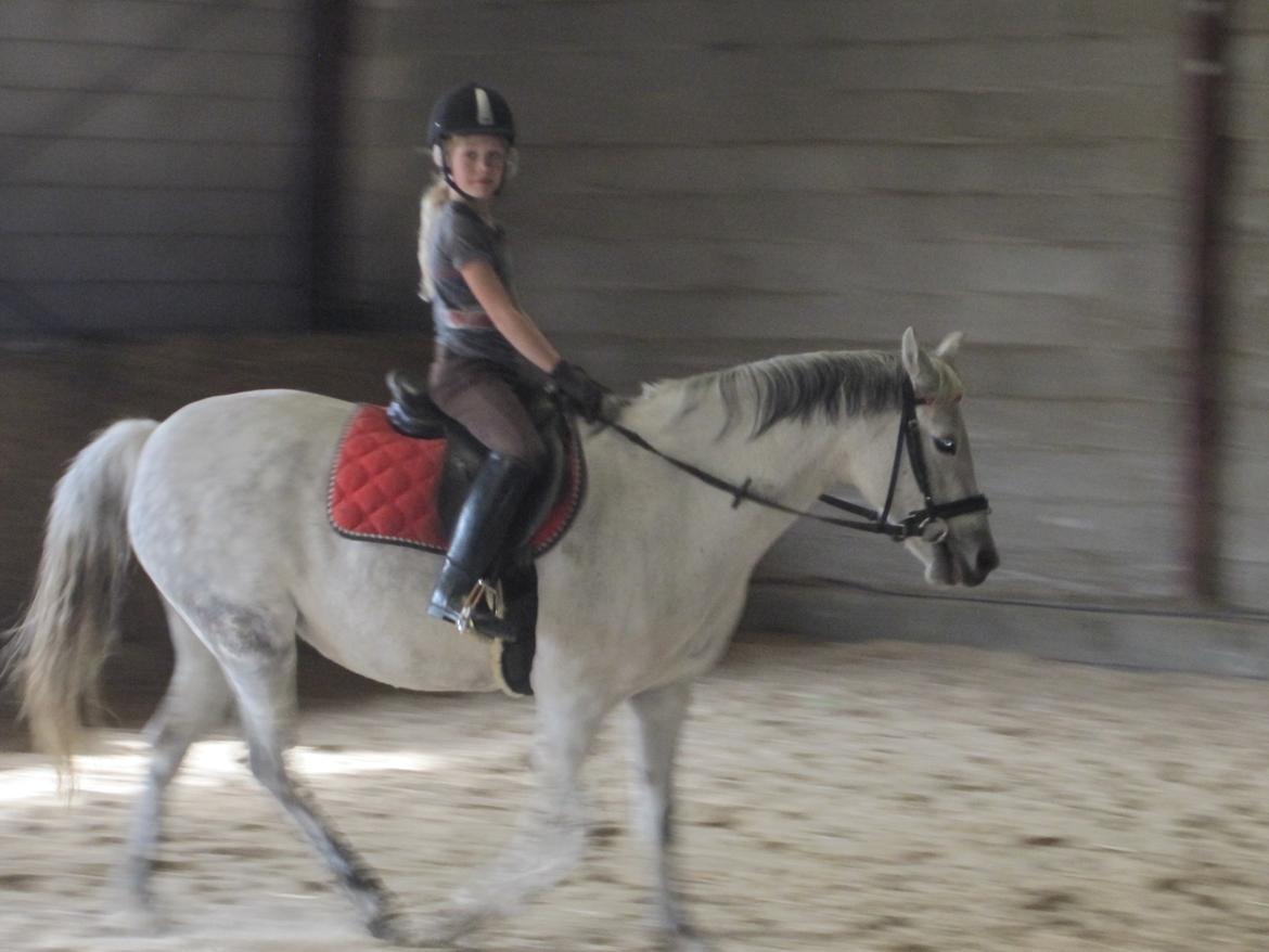 Welsh Pony (sec B) manja spring billede 23