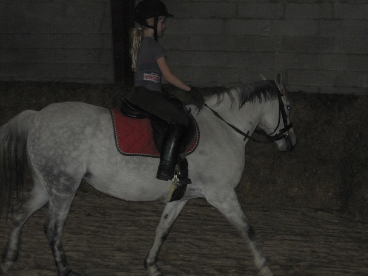 Welsh Pony (sec B) manja spring billede 24