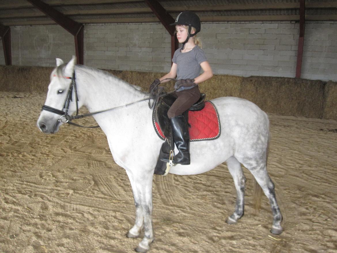 Welsh Pony (sec B) manja spring billede 25