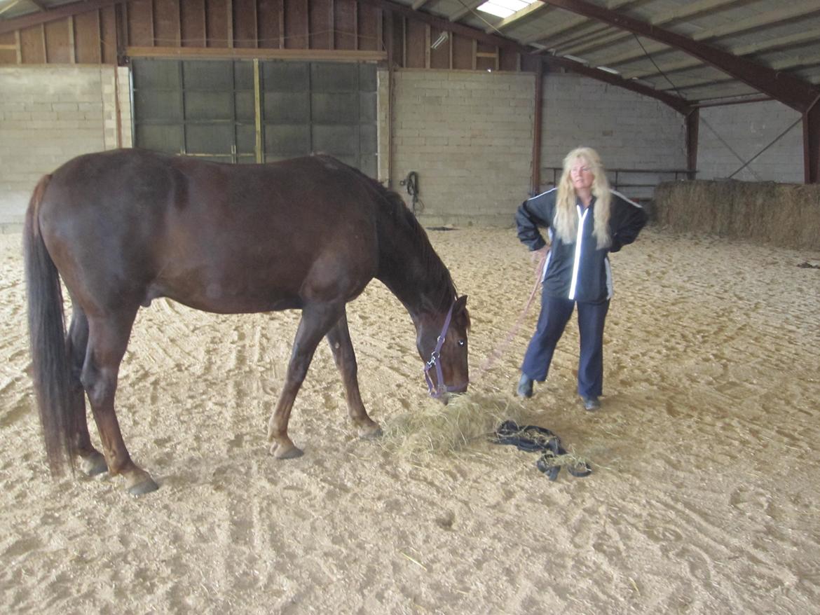 Welsh Pony (sec B) manja spring billede 26