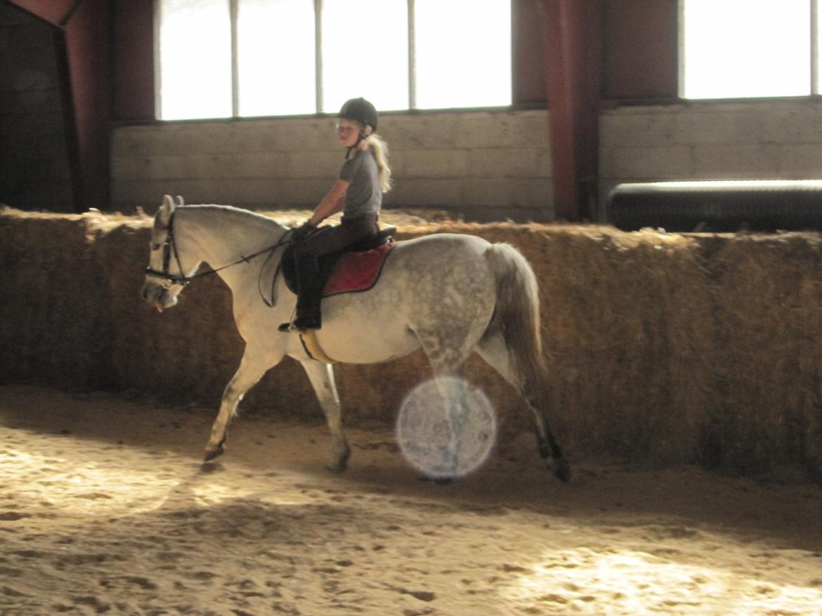 Welsh Pony (sec B) manja spring billede 9