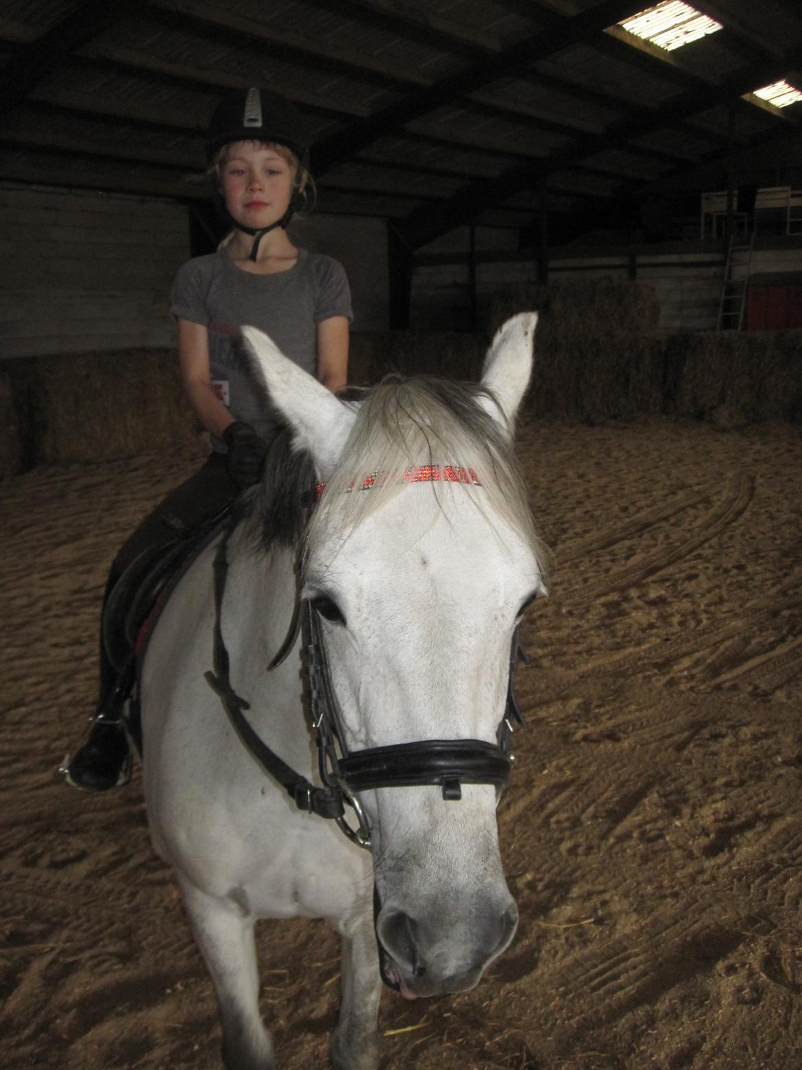 Welsh Pony (sec B) manja spring billede 28