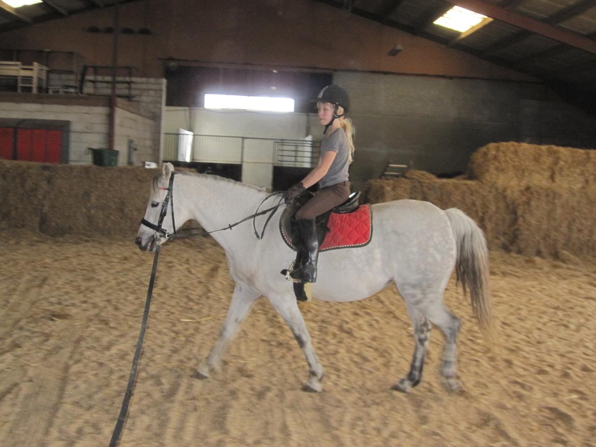 Welsh Pony (sec B) manja spring billede 29