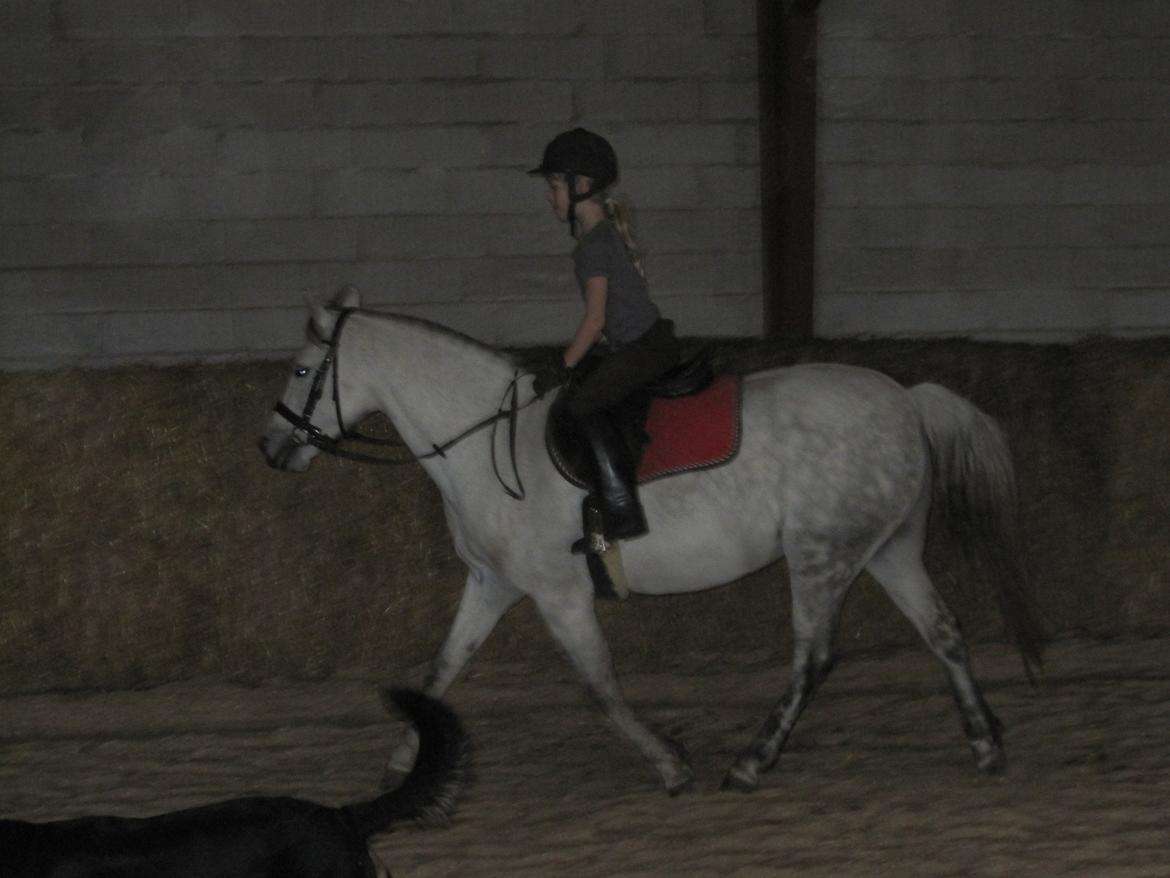 Welsh Pony (sec B) manja spring billede 30