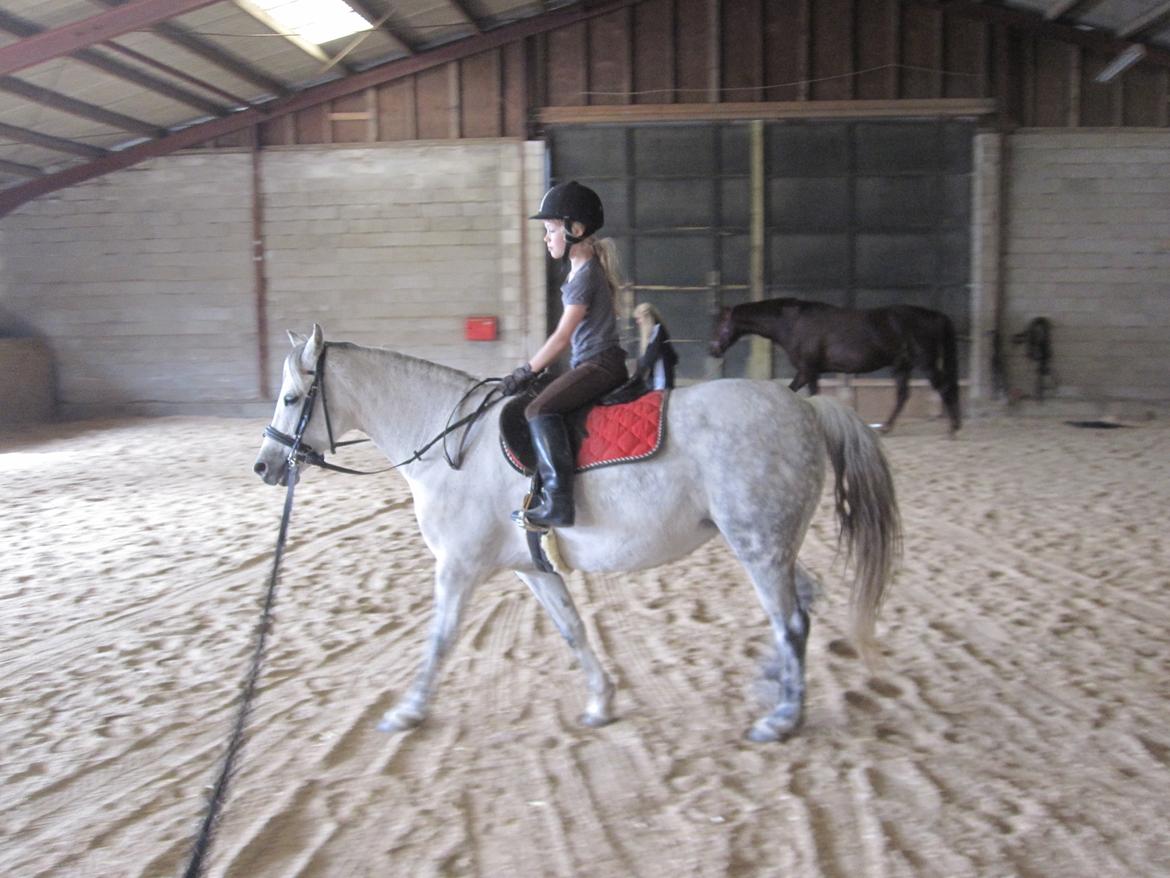 Welsh Pony (sec B) manja spring billede 31