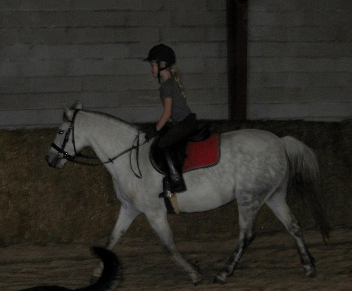 Welsh Pony (sec B) manja spring billede 32