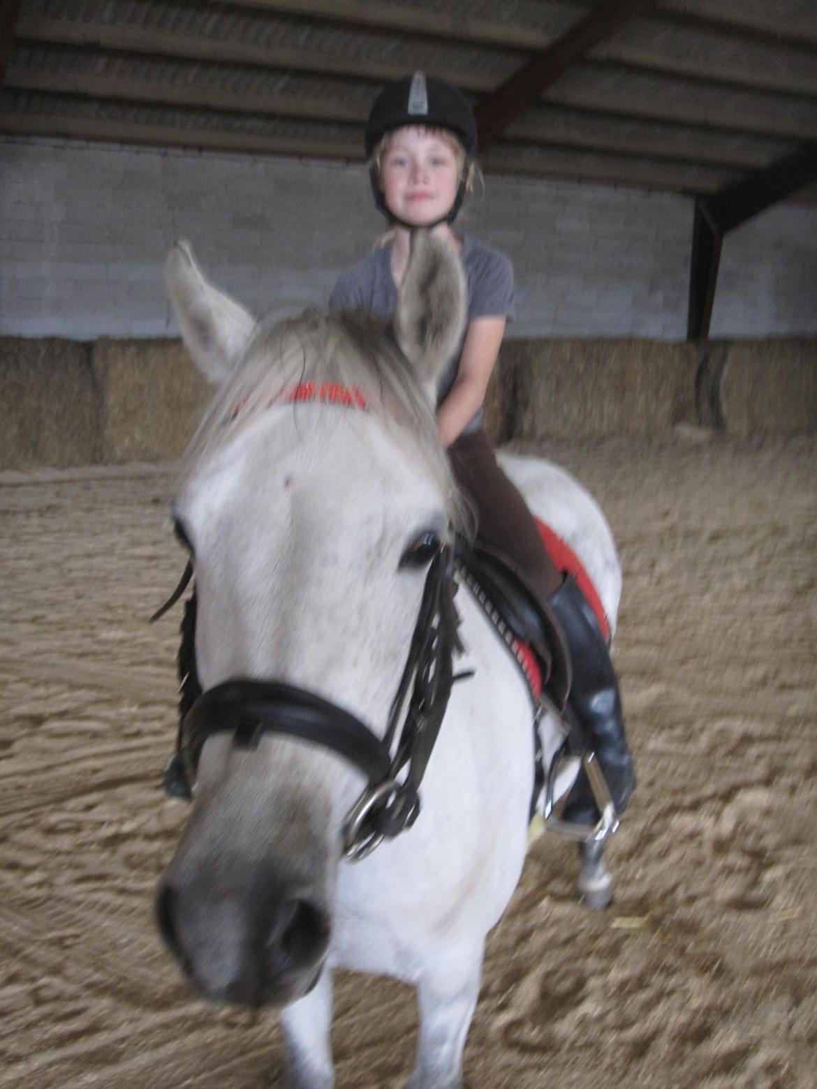 Welsh Pony (sec B) manja spring billede 27