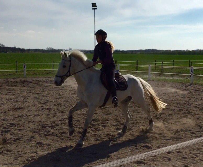 Irsk Sportspony Auburn Bobby billede 11