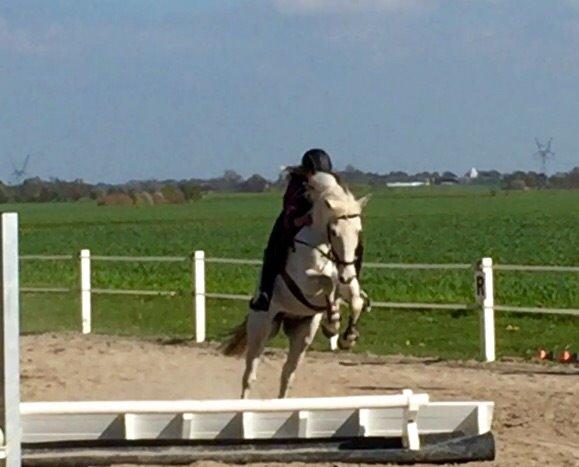 Irsk Sportspony Auburn Bobby billede 15